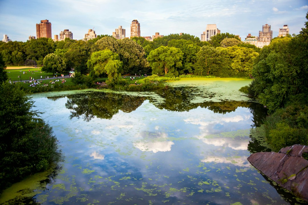 Green city park with a pond and tall shade trees